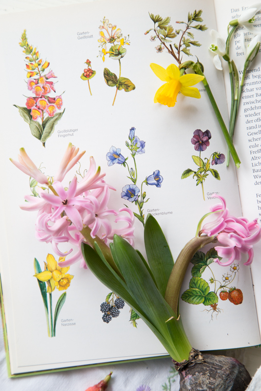 Terrarium - So holst Du Dir die Natur ins Haus