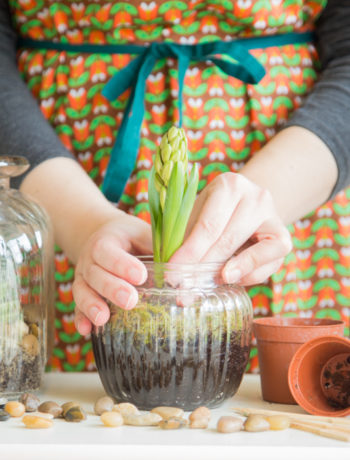 Terrarium - So holst Du Dir die Natur ins Haus