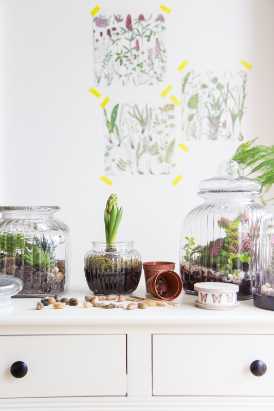Terrarium - So holst Du Dir die Natur ins Haus