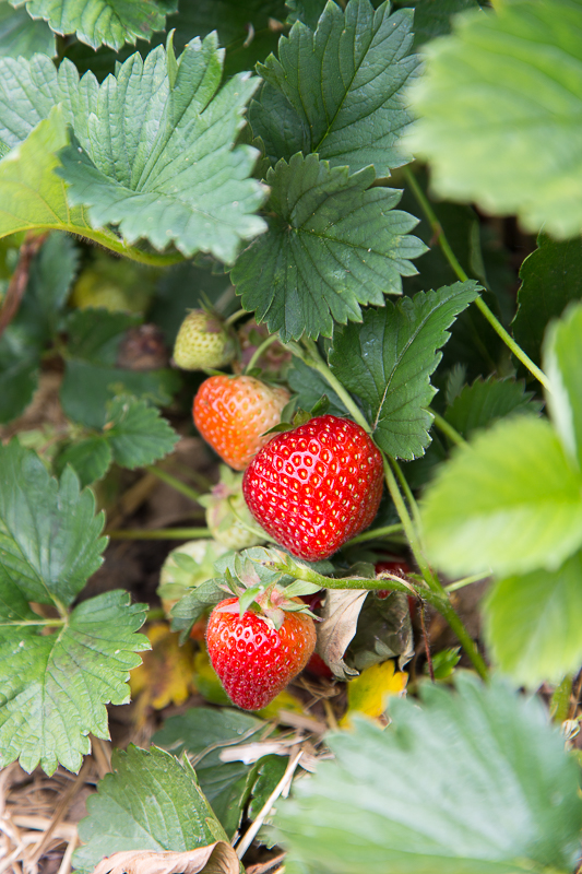 Sommer + Erdbeeren = Marmelade