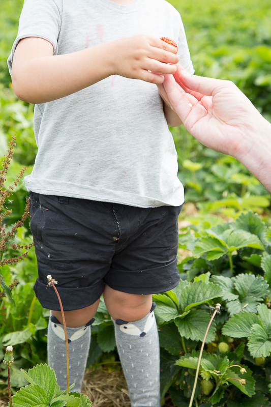 Sommer + Erdbeeren = Marmelade