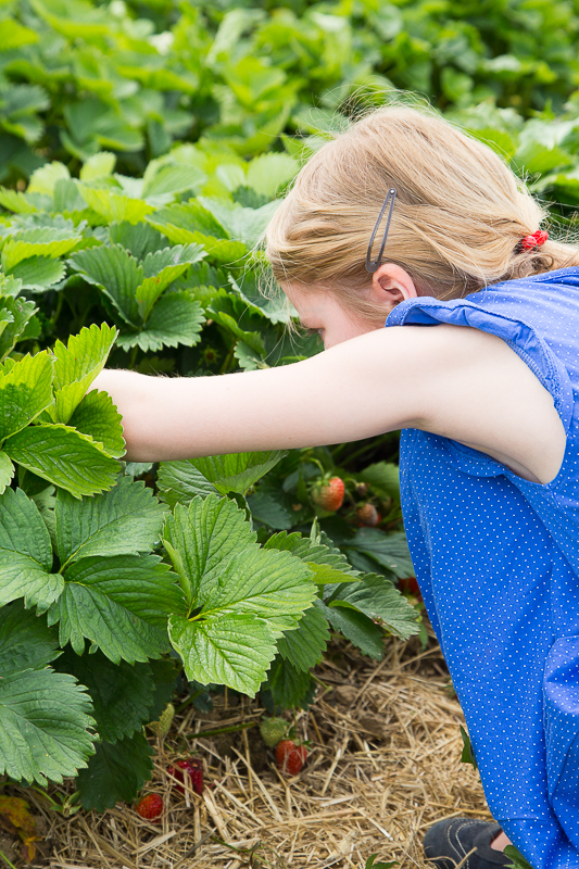 Sommer + Erdbeeren = Marmelade
