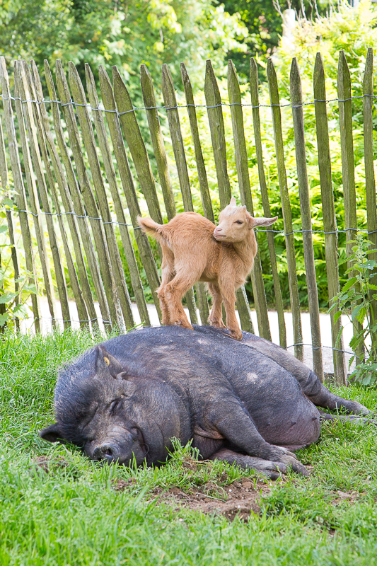 Unser Retro-Wohnwagen