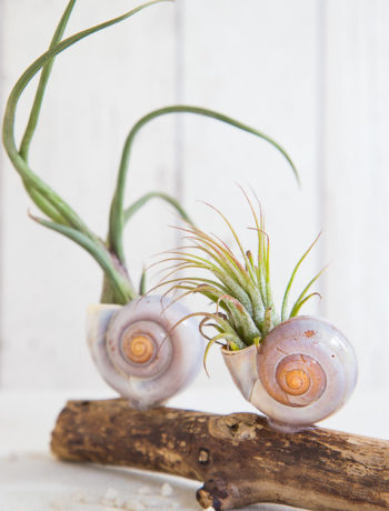 Dekorieren mit Air Plants und Strandgut