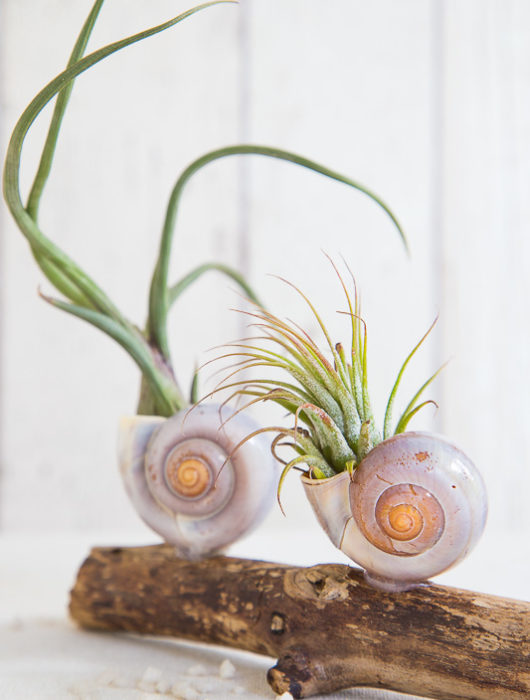 Dekorieren mit Air Plants und Strandgut