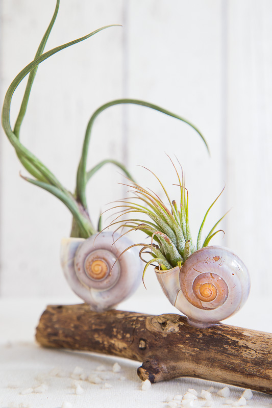 Dekorieren mit Air Plants und Strandgut