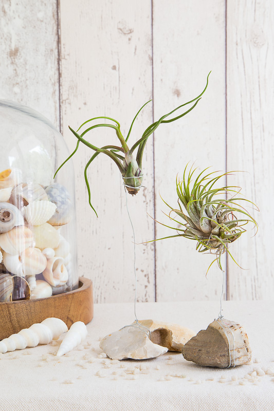 Dekorieren mit Air Plants und Strandgut