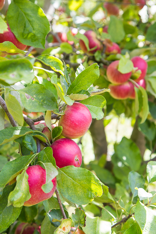 Keks am Stiel mit fruchtiger Apfelbutter