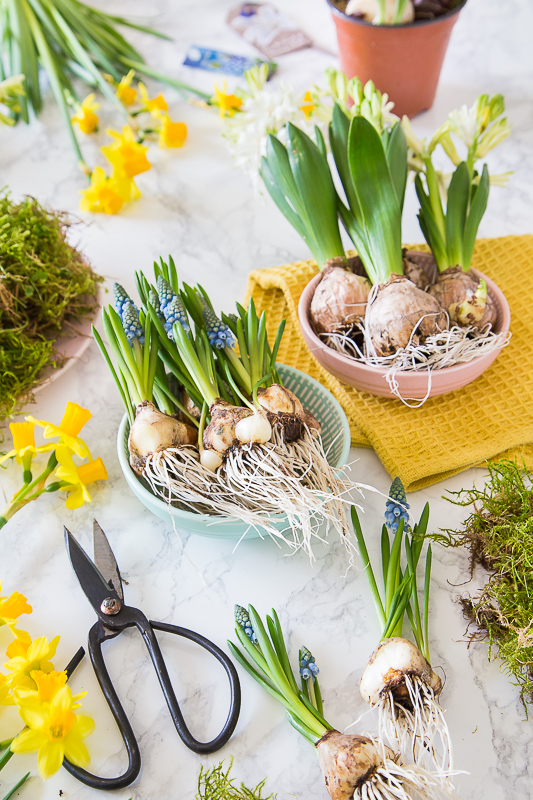 Na ist denn schon Frühling? - mit Blumenzwiebeln dekorieren