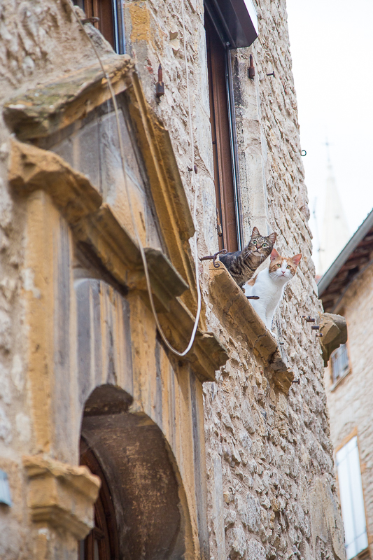 Du wunderschöne Provence - ein Sommer in Frankreich