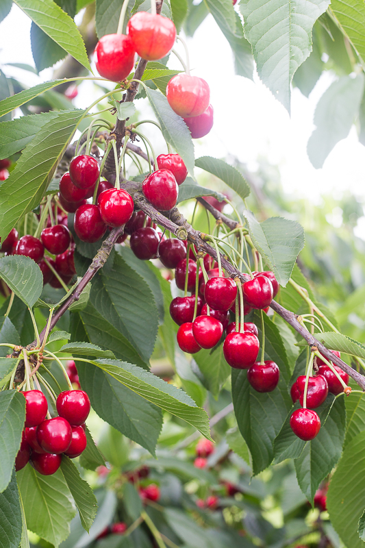 Geschenkidee - Kirschmarmelade selbermachen und verpacken