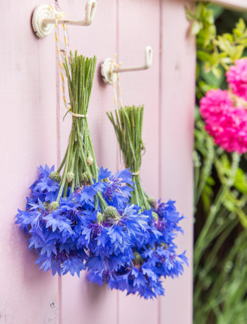Verzauber deine Gerichte - Geschenkideen mit Kornblumen
